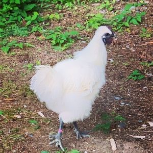 Meet your Posher, Illana